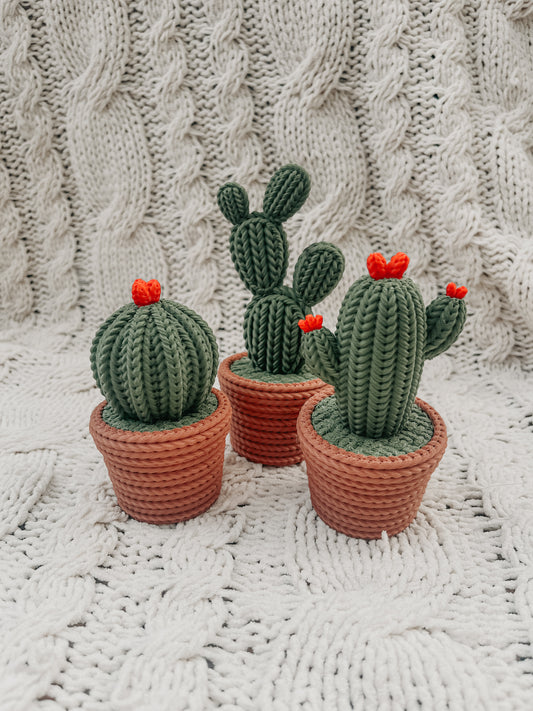 Succulent set